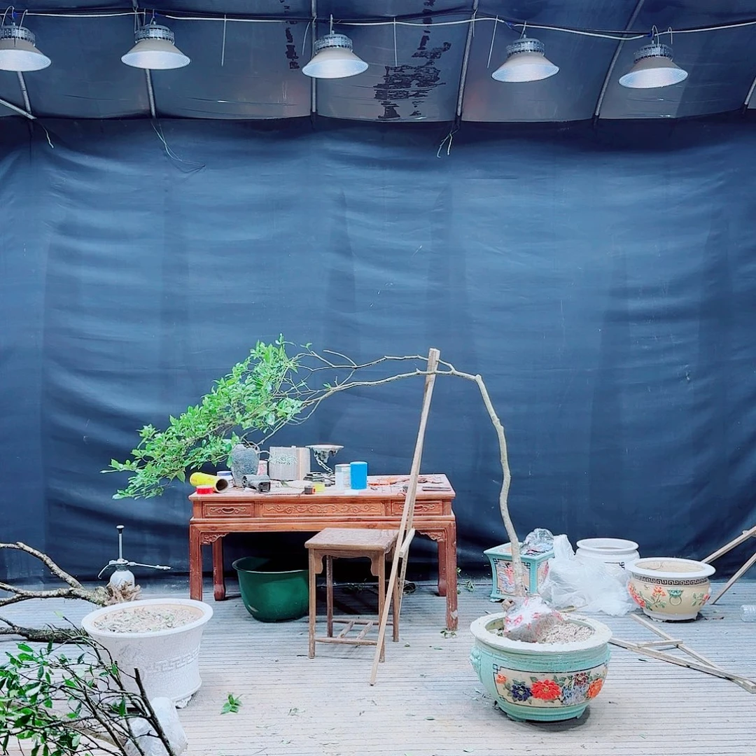 长***馆无花朵高山栀子花