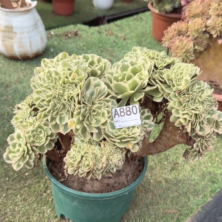 迈巴赫法师锦缀化880