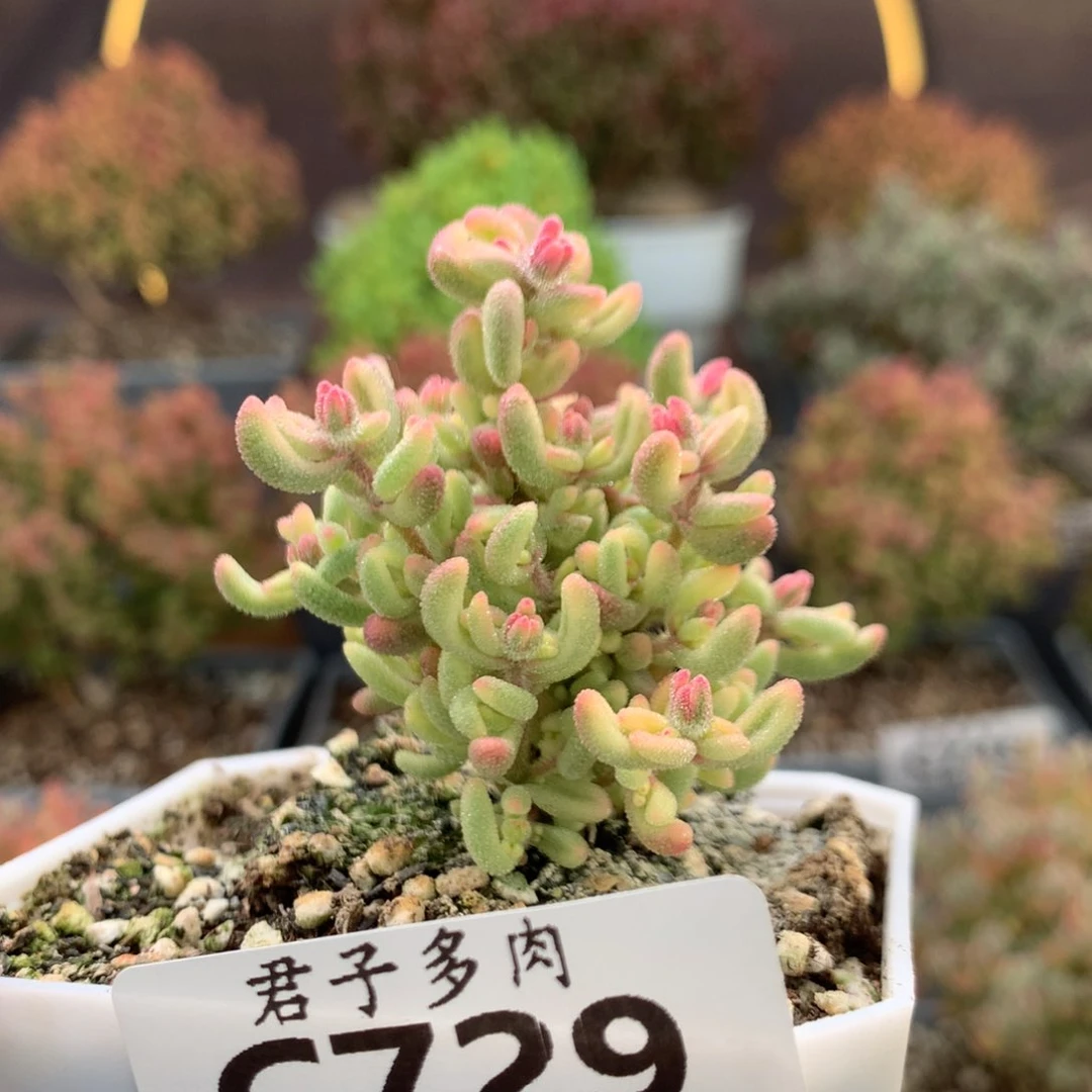 c729红宝石锦枝干番杏