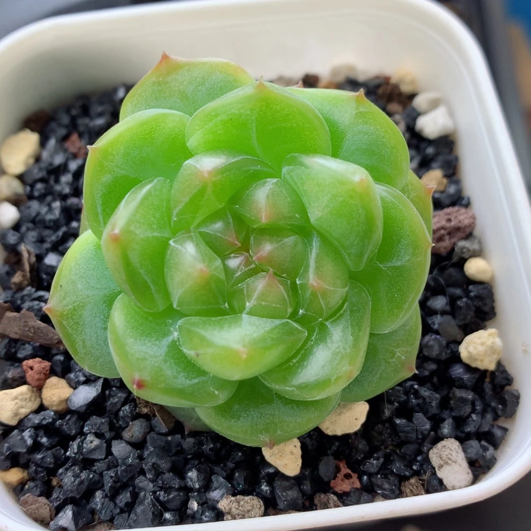 58包邮  群生不包整糖心19