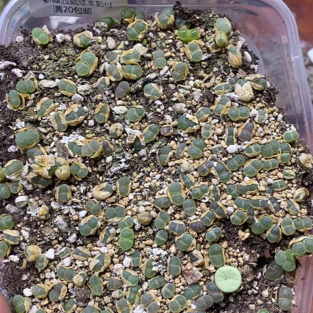 多肉蛋炒饭，感谢您相伴019