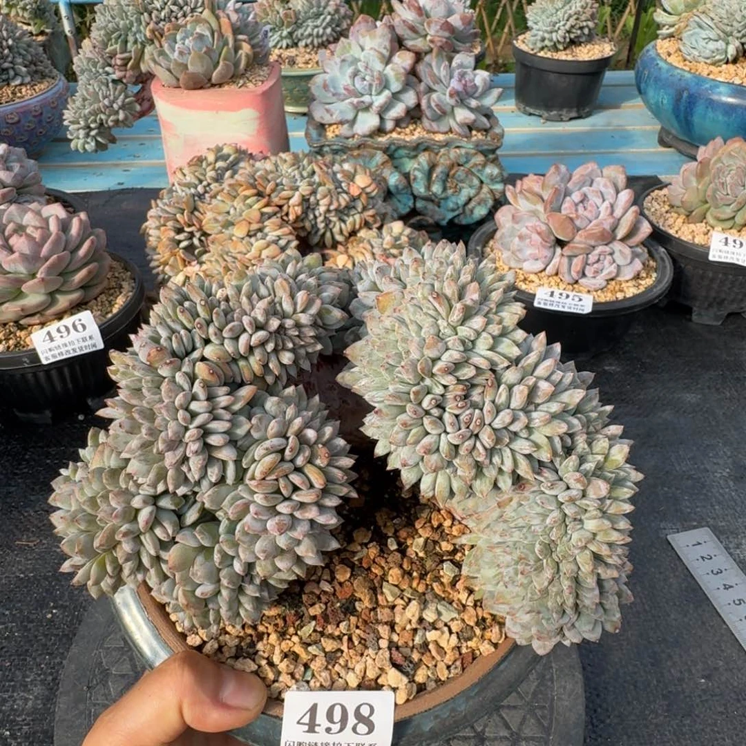 498星影缀化20cm左右