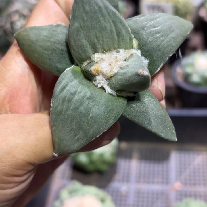 实生岩牡丹好美皮实