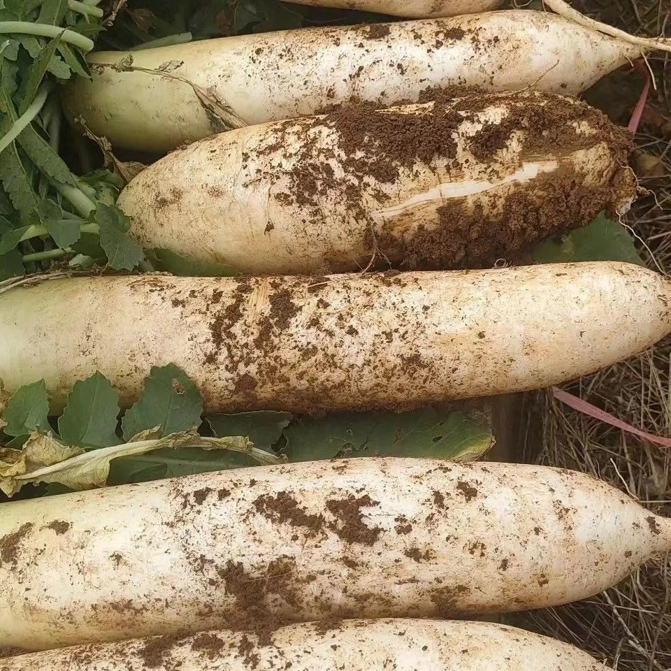 现挖白萝卜新鲜蔬菜农家自种生吃甜脆水果长胡萝卜泡萝卜