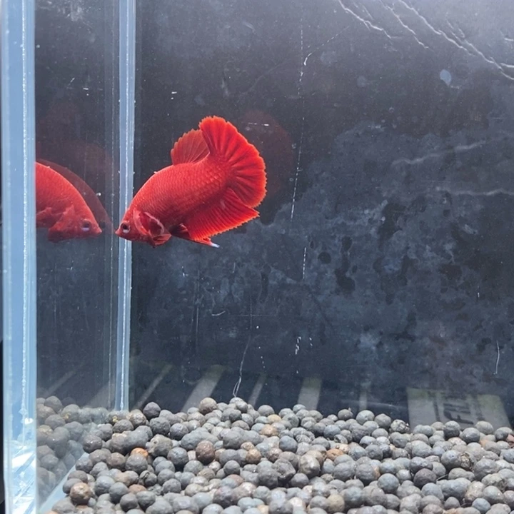 斗鱼泰国斗鱼278号