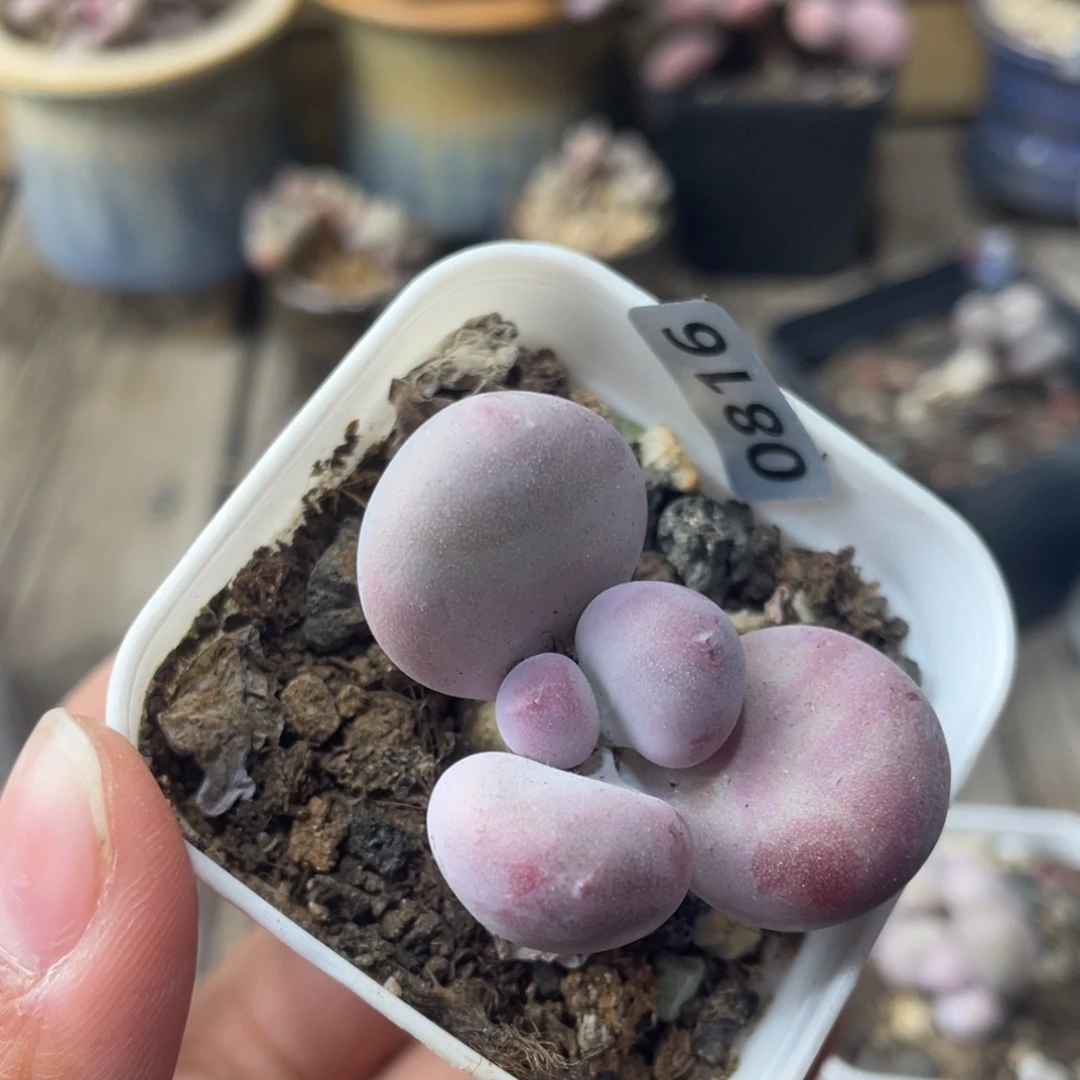 芭比奶酪多肉植物