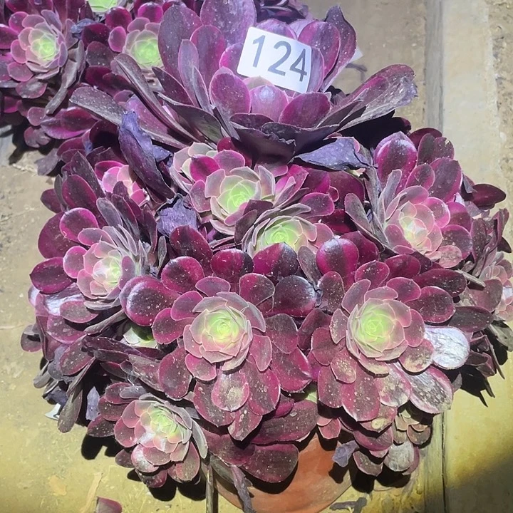 多肉植物法师124凤冠