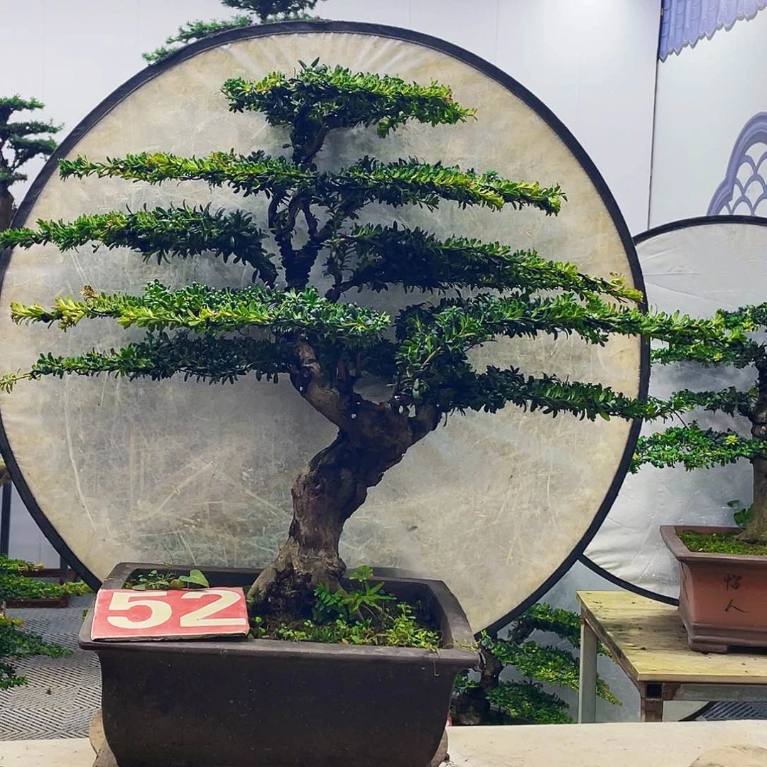 无花朵罗汉松红芽