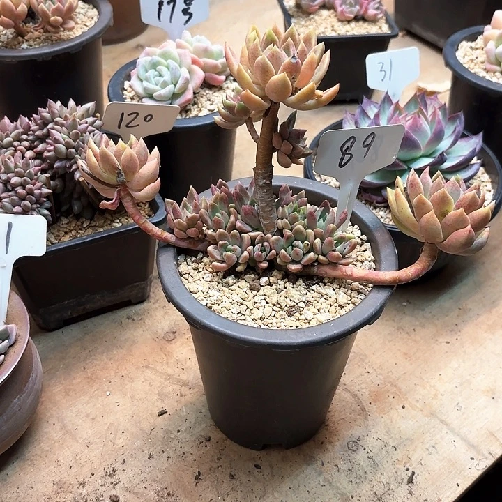 多肉植物，璀璨89号