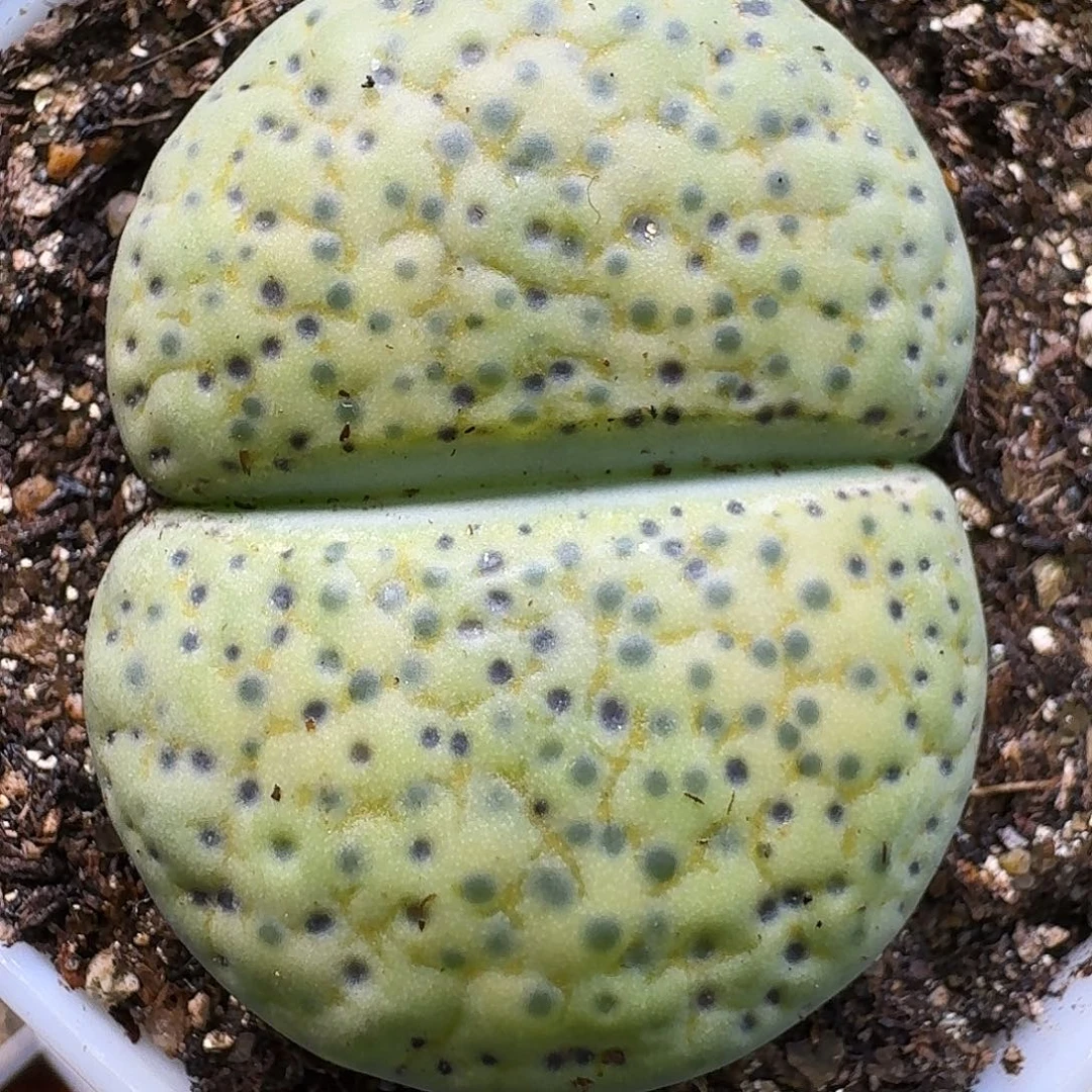 生石花111111。  327