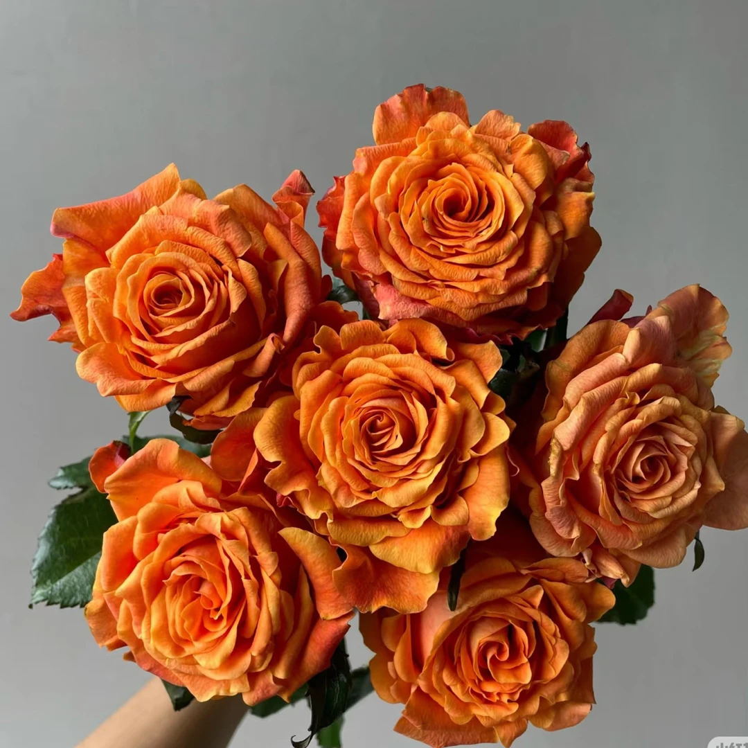 【巨蟹座单头玫瑰】鲜切花云南基地直发两单普快三单顺丰冷链