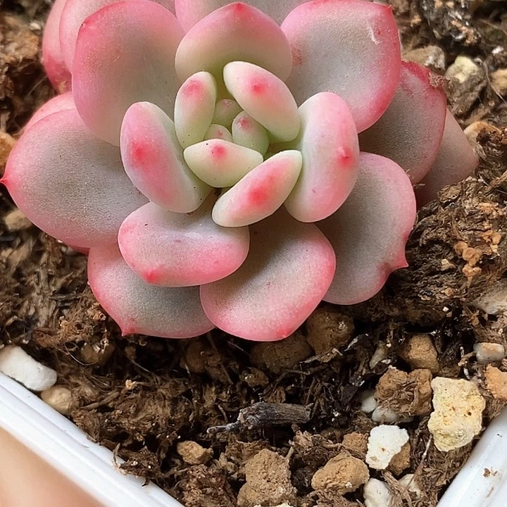 爱丽儿一物一拍，