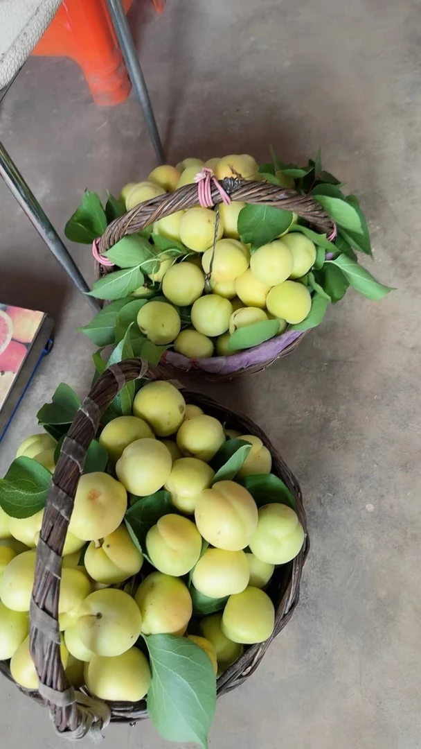 自己家种植香白杏酸甜可口