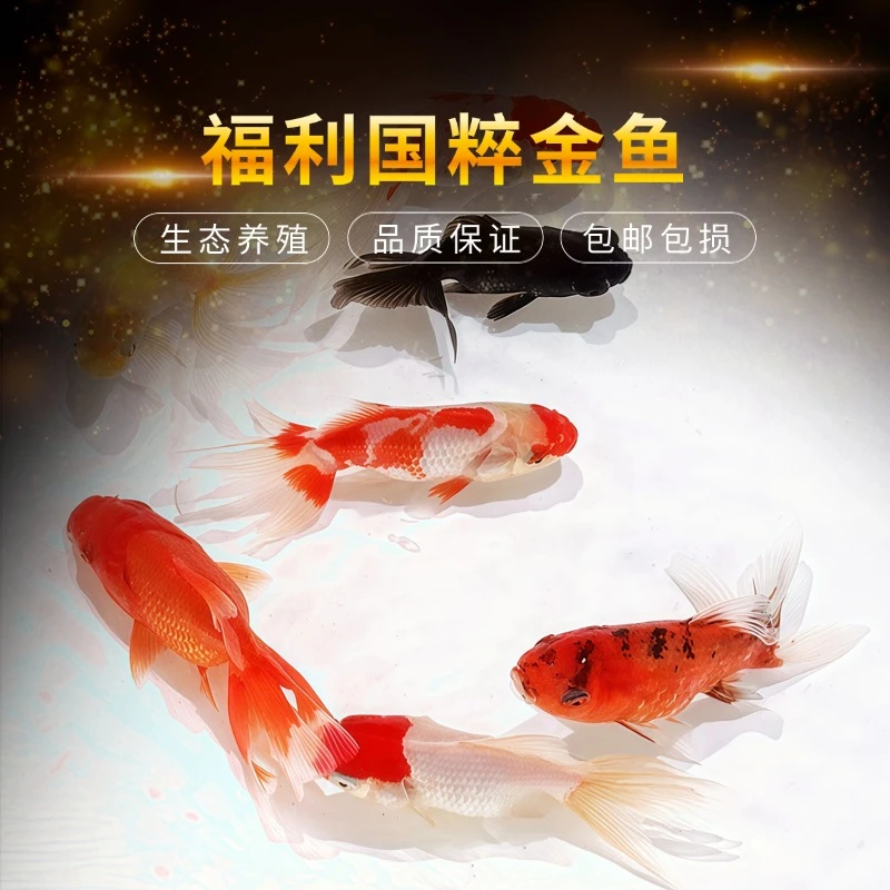 【福利金鱼3-5厘米】国粹金鱼观赏鱼好养耐活小金鱼冷水鱼活体水族
