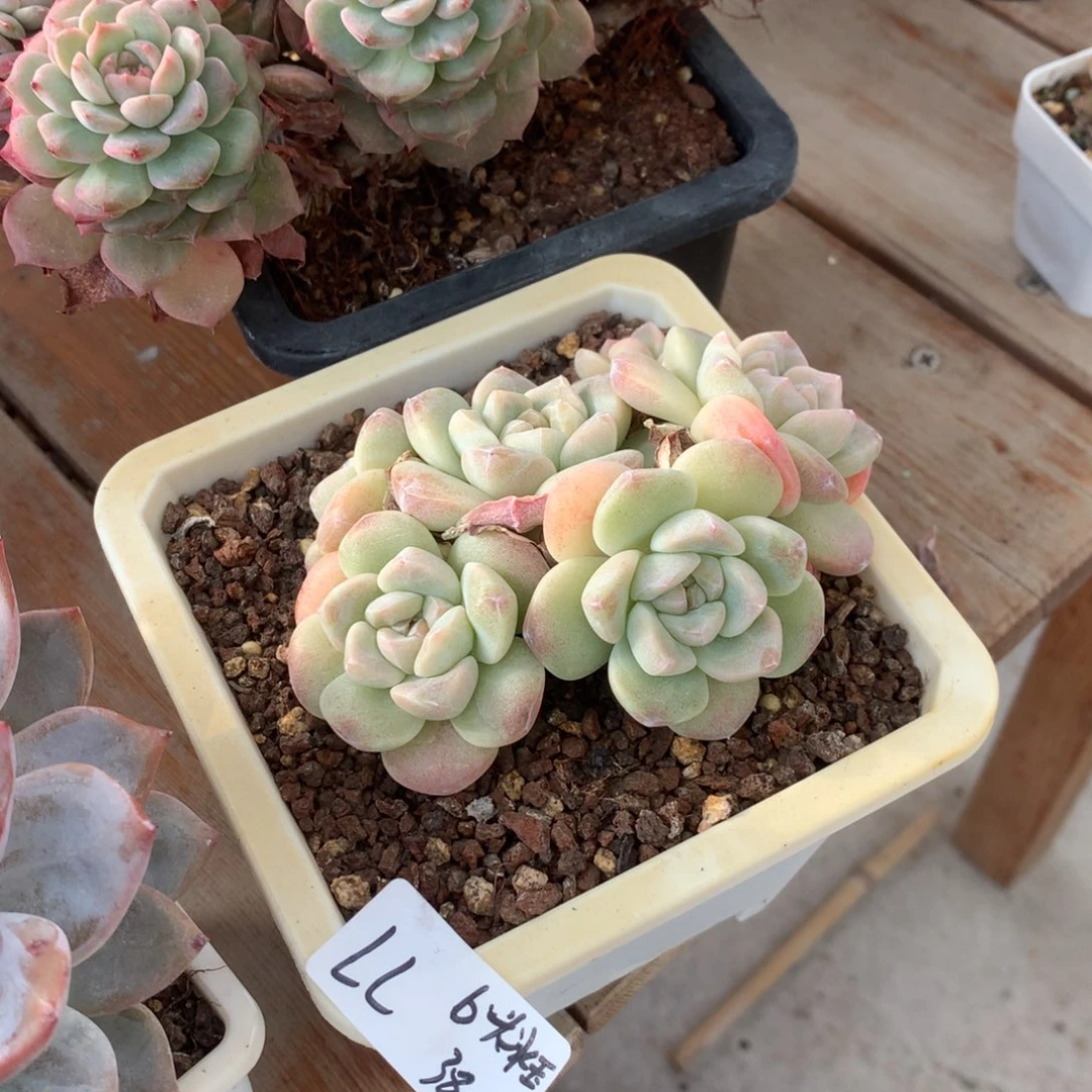 LL冰玉6头38元啦啦啦