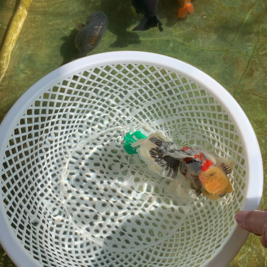 金鱼11111111111111