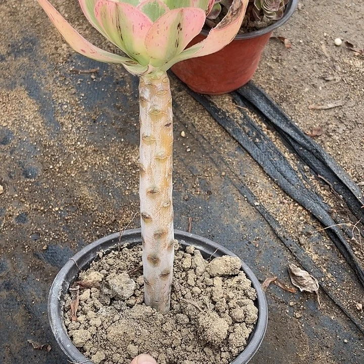 352艳资锦多肉植物福利