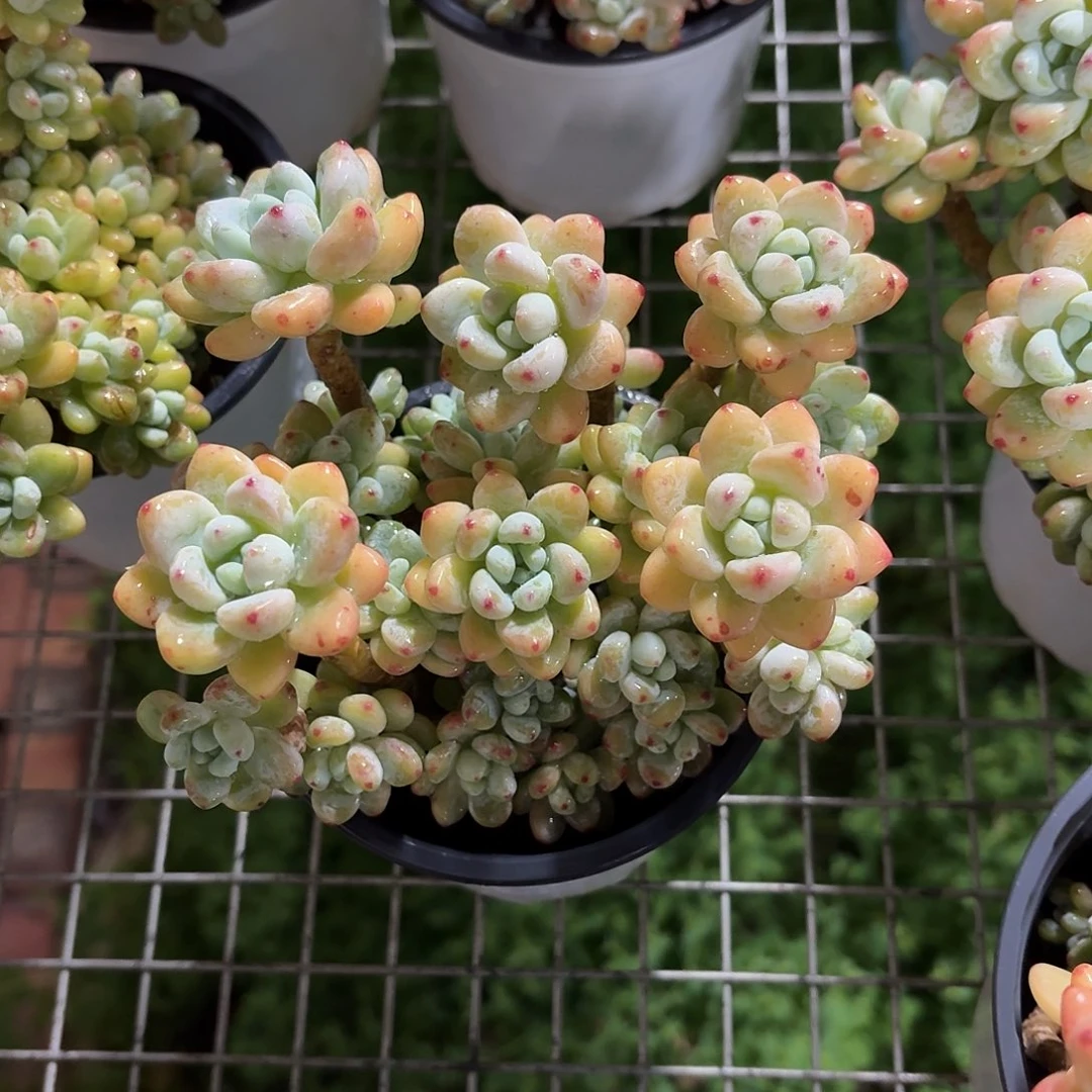 香水劳尔老桩12㎝盆爆盆