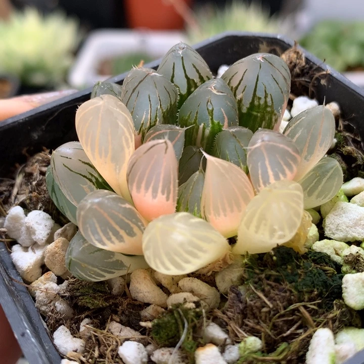 霓虹灯玉露锦带盆土发货