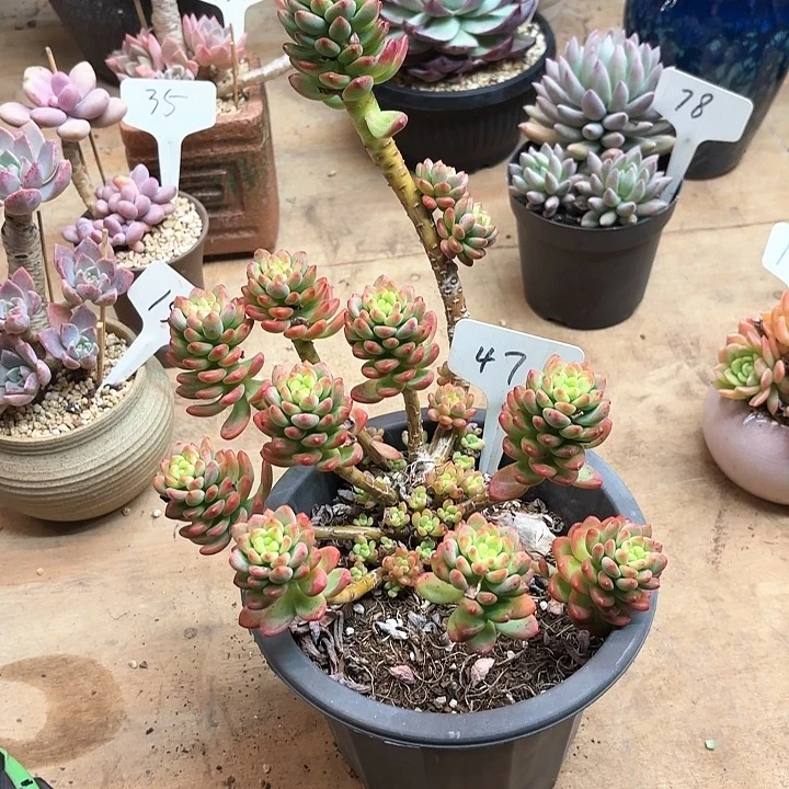 多肉植物，香格里拉47号