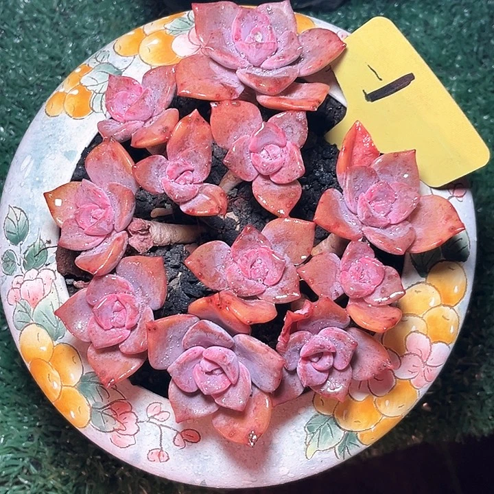 彩虹糖1号码牌子的话题