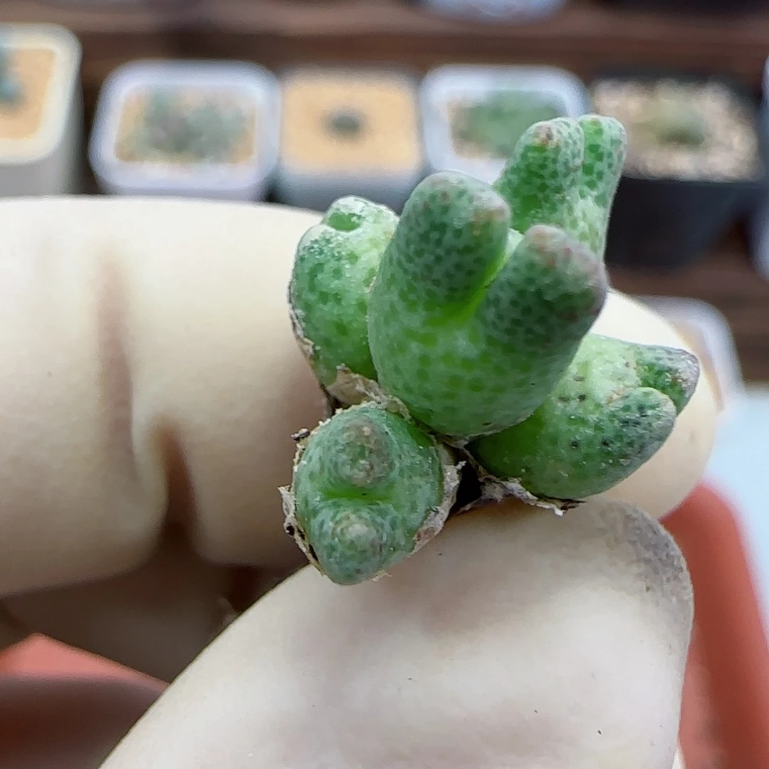 829鹿角711-59斑马