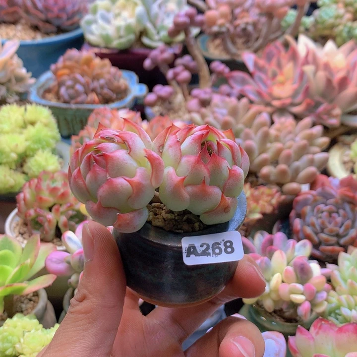 一物一拍含盆土满38包邮A268