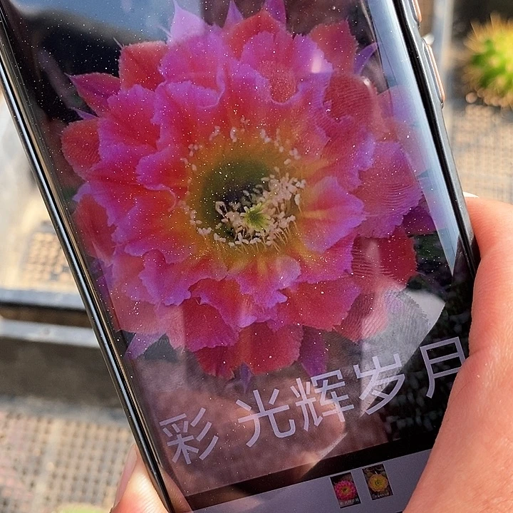 彩 光辉岁月/侧芽歪20包邮/5公分左右