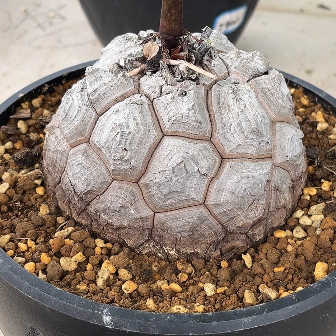 优选白皮足球龟，12.2公分