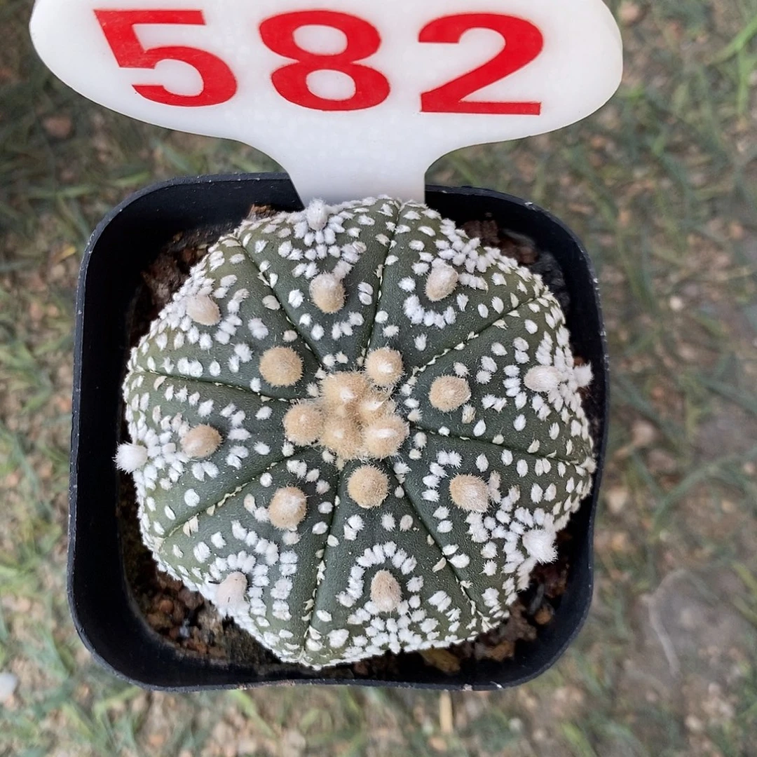 582奇迹兜系列特价