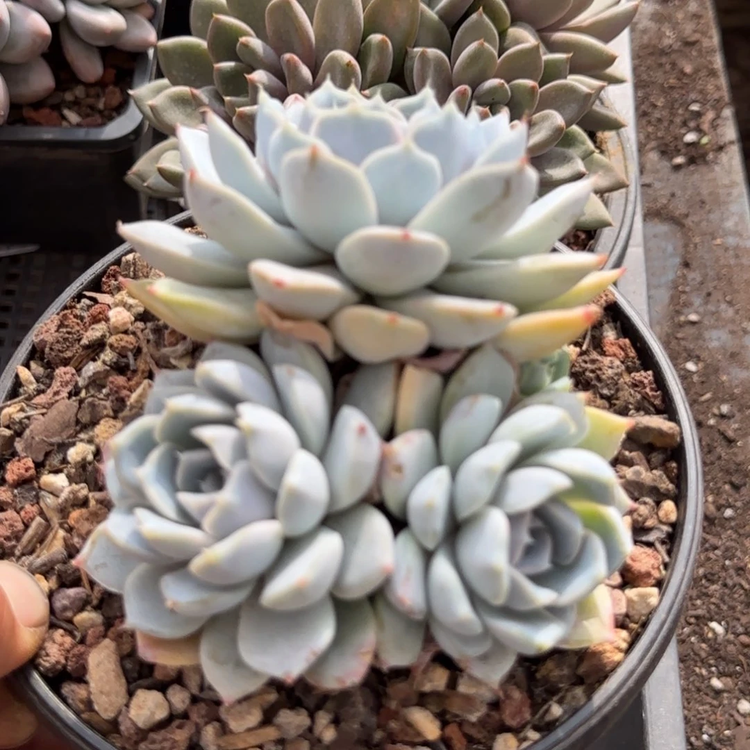 雪兔一物一拍包装收缩花旱