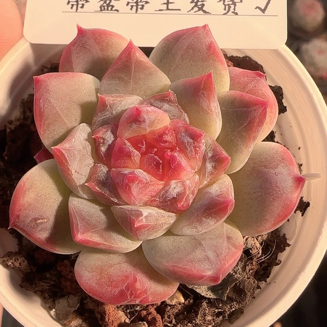 多肉1204-131秘境冰魄