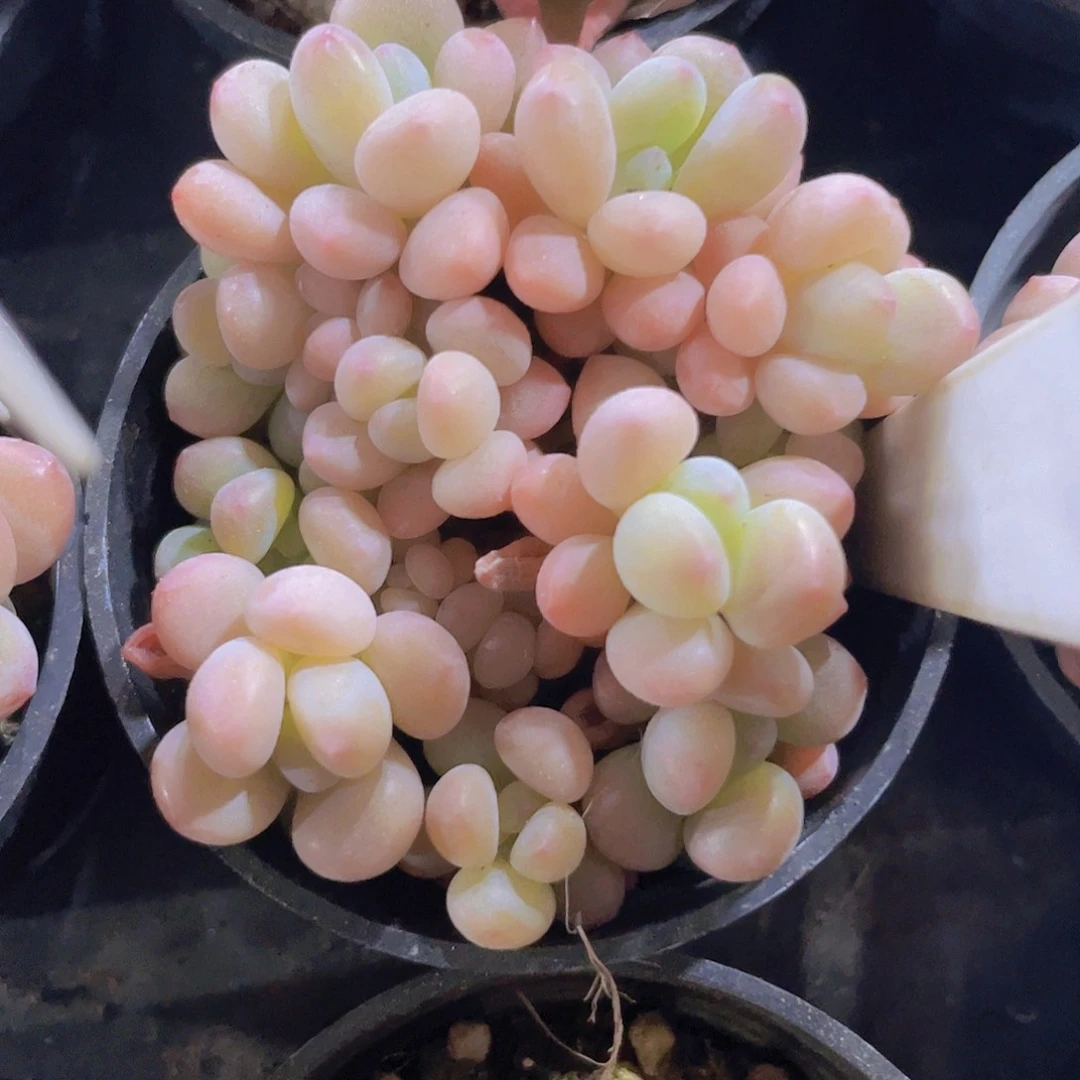 木糖醇w049一物一拍