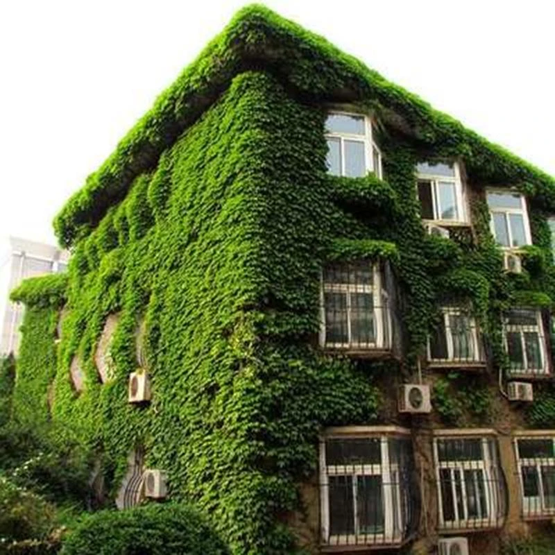 爬山虎花苗爬藤植物地栽盆栽绿植四季户外攀援垂吊爬墙虎苗生长快
