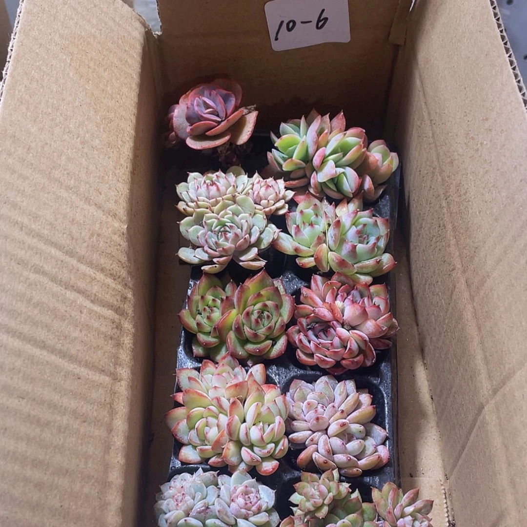 【闪购商品】10颗-6