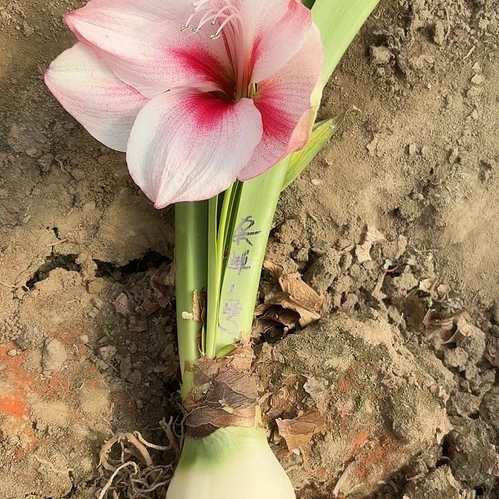 杂交单1号出过一个剑有花色