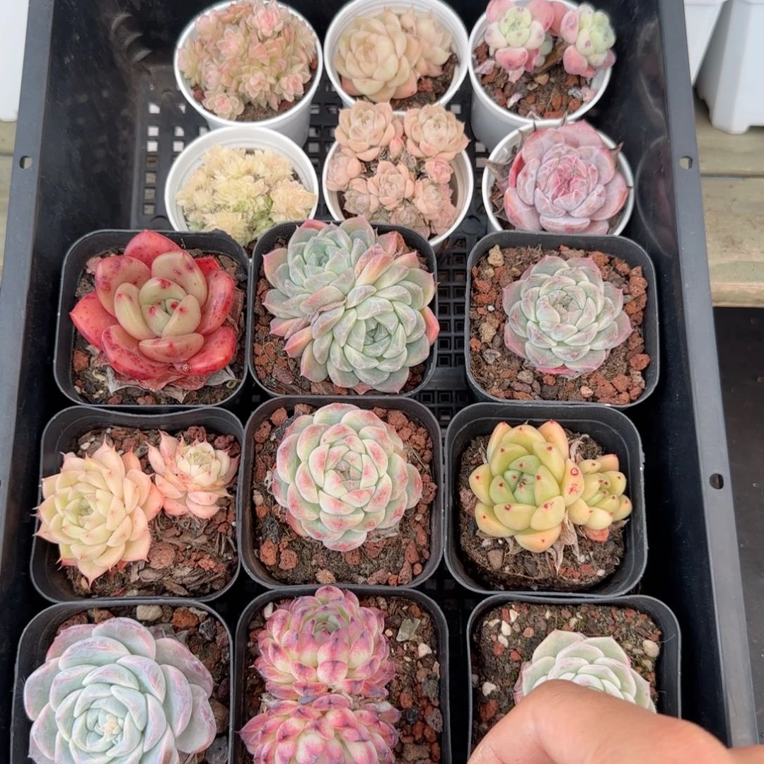 框拍多肉0118-104