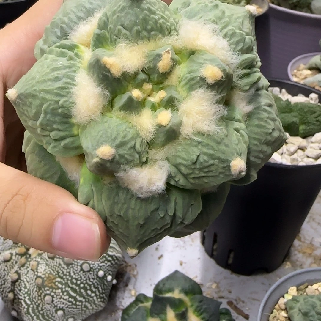 一物一拍开播福利