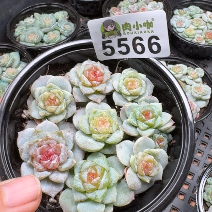 多肉植物多肉植物