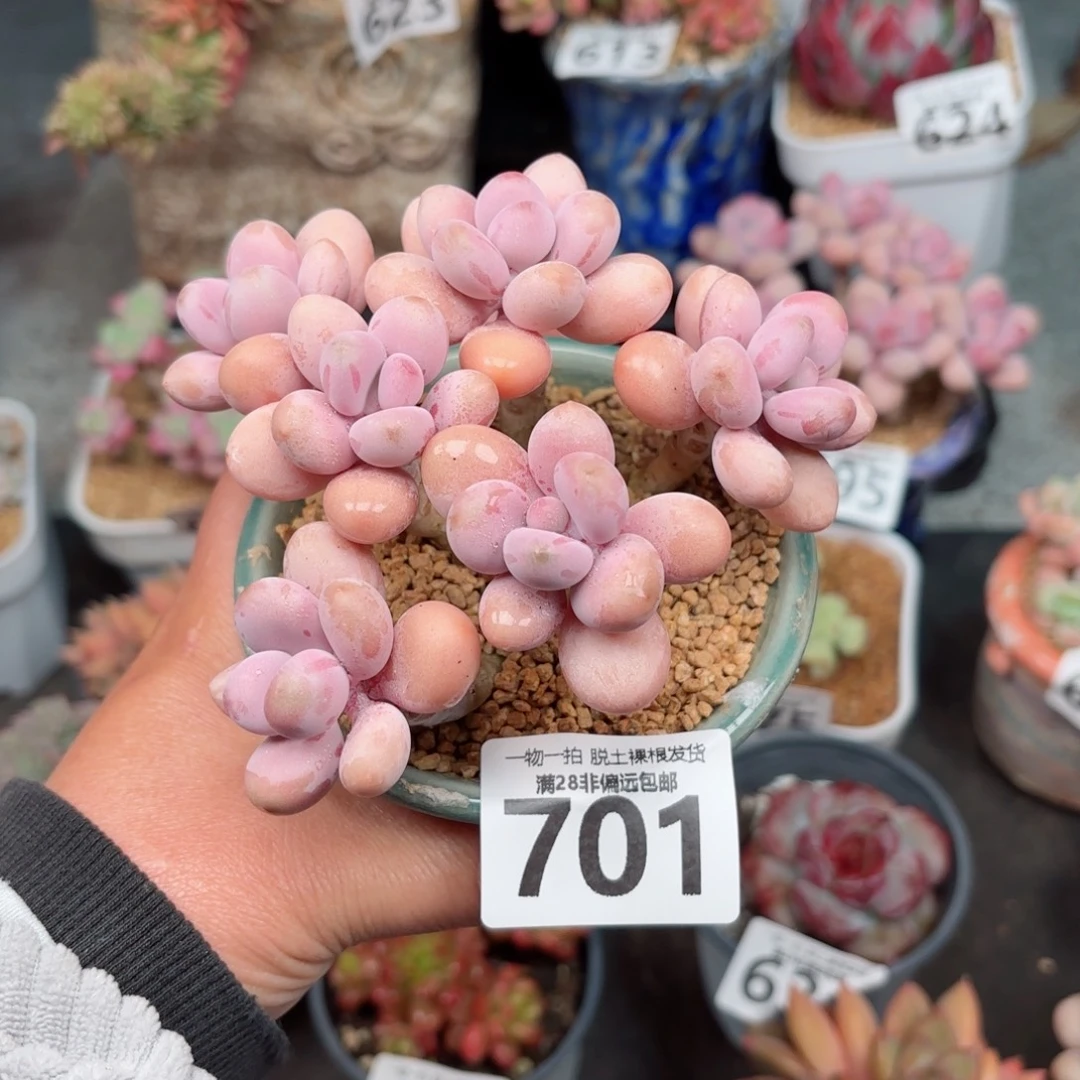 糖果桃蛋6头无盆土发货