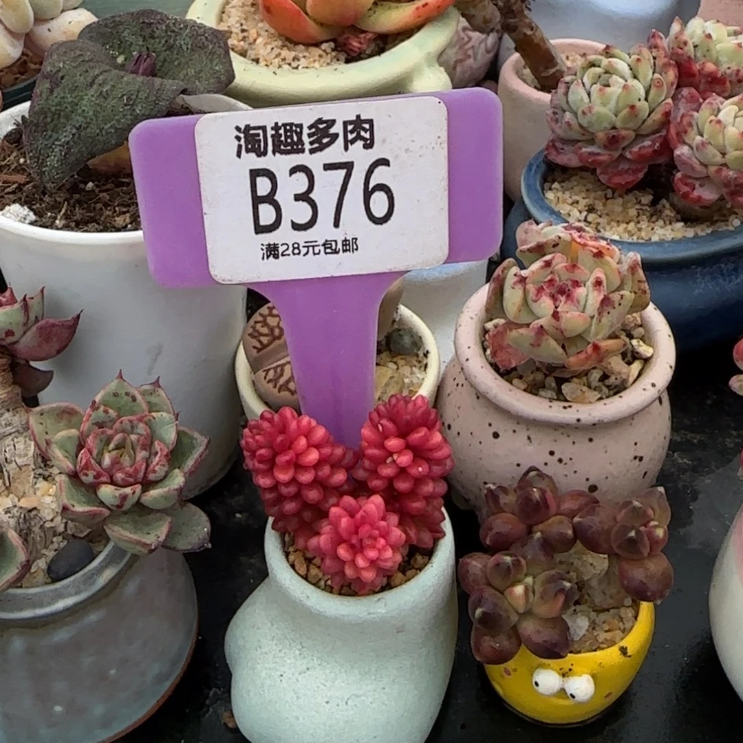 乘***️多肉植物浆果井群生