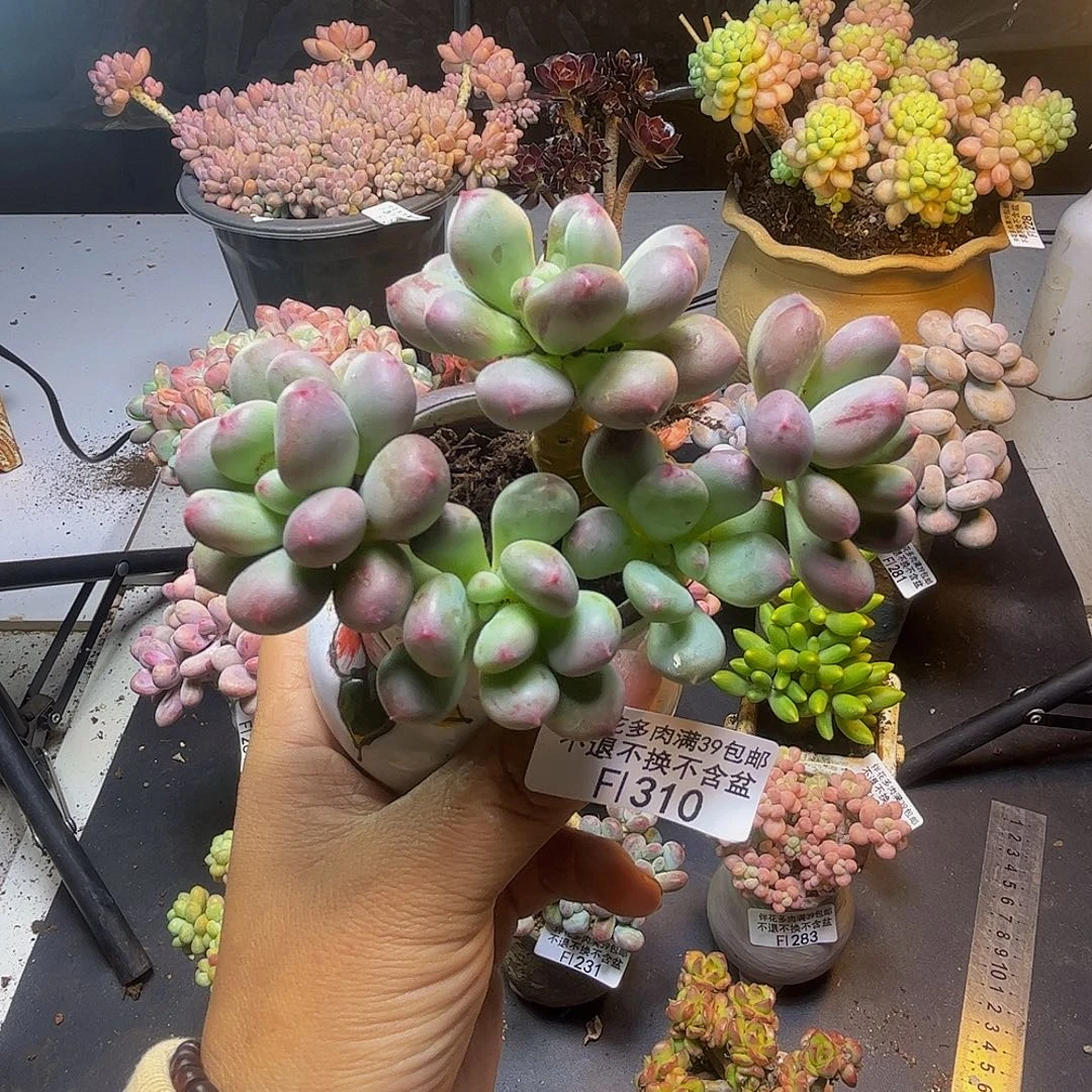 桃花仙子奶酪310/9cm多肉