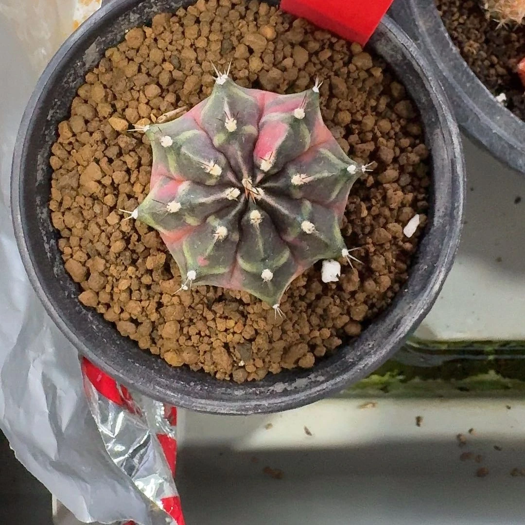 L522-1120广东发货 奥利维亚