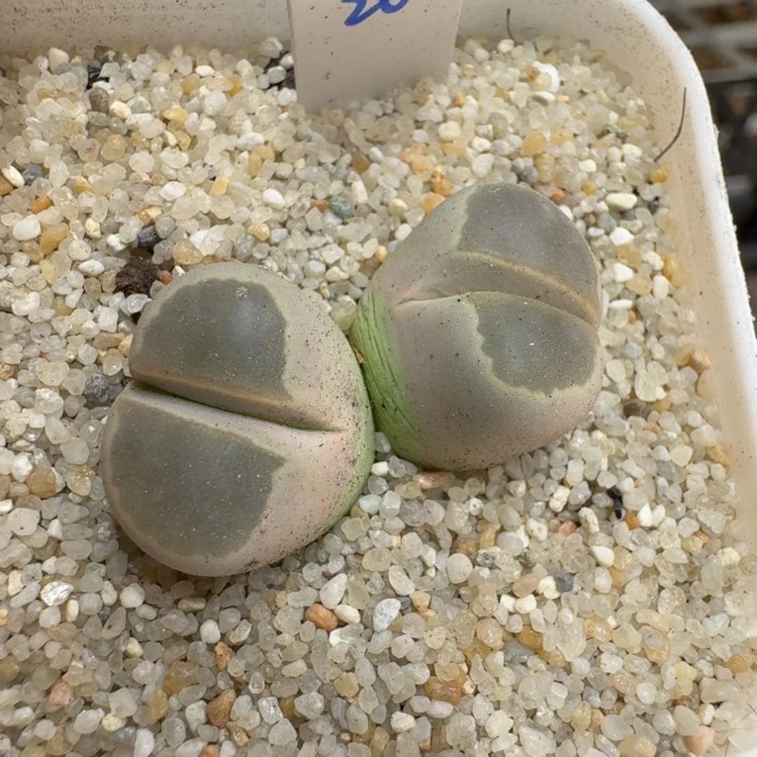 玻*鱼0527-31橄榄橄榄