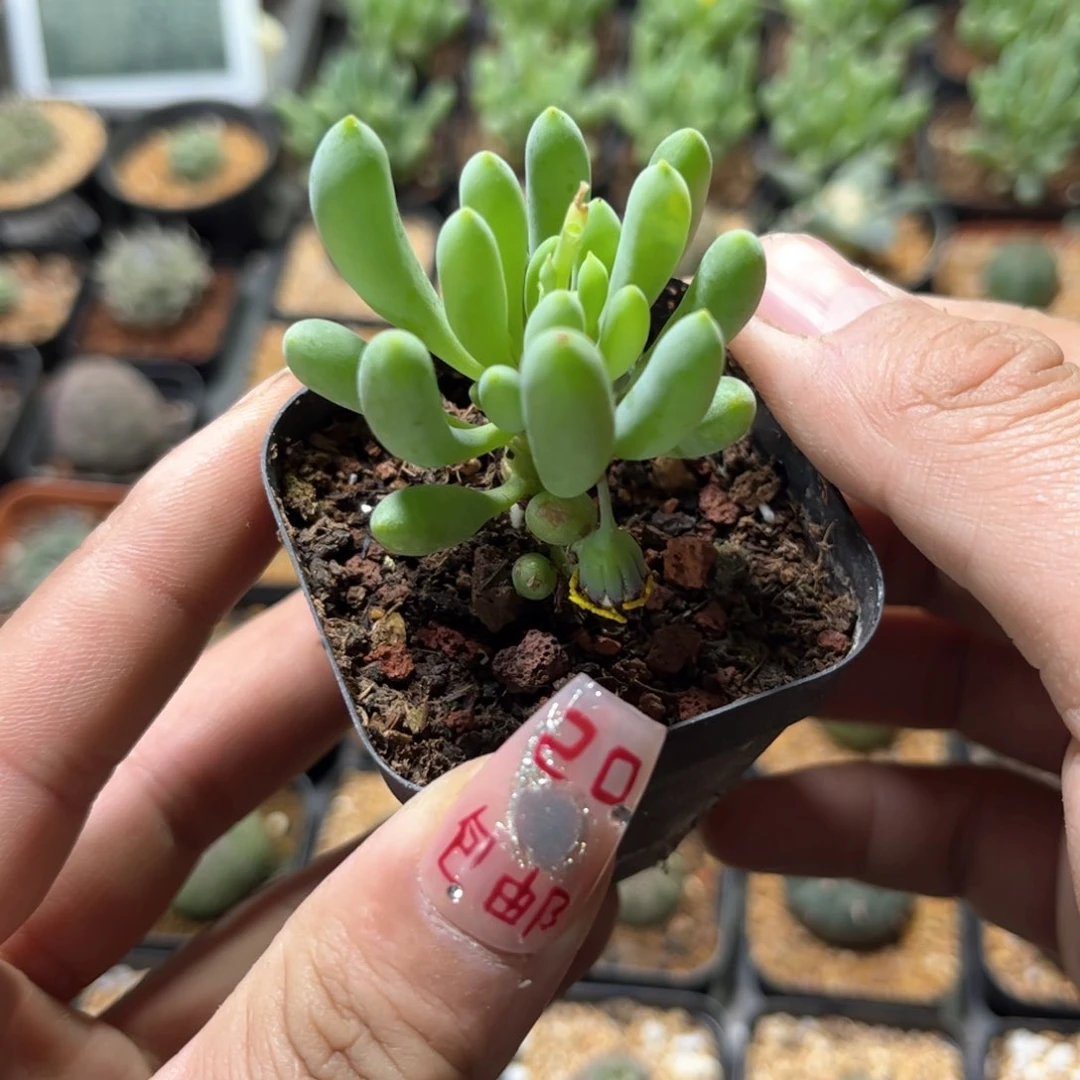 卡拉菲厚短菊单头发货