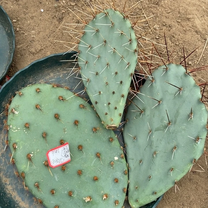 花火血红长刺沙门三片掌
