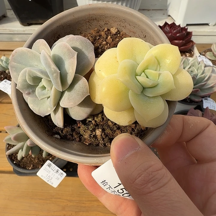 可爱玫瑰锦111128-150