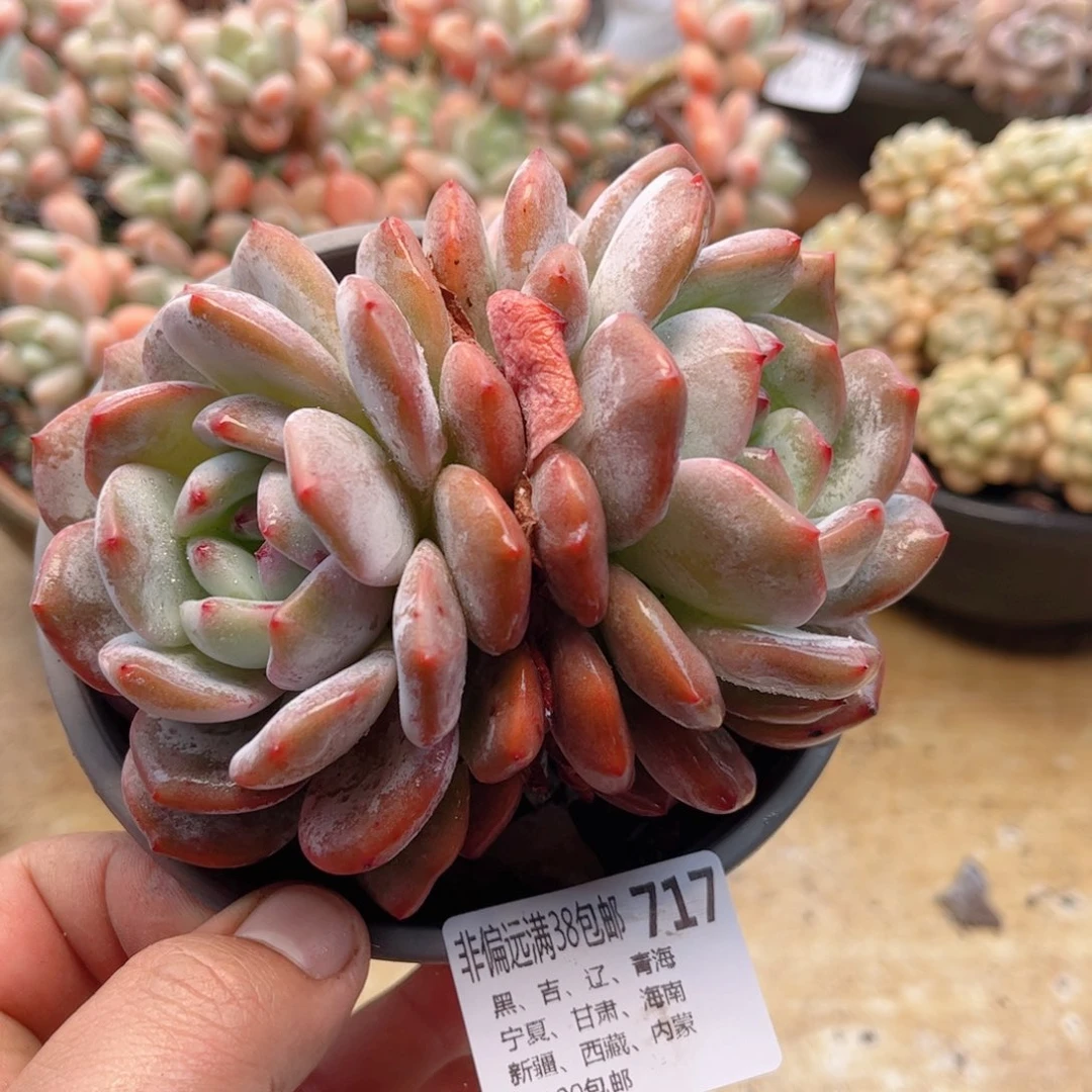 717橙子德华多肉