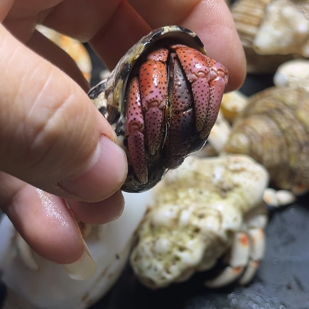 粉西伯2.5口径，祎缘寄居蟹