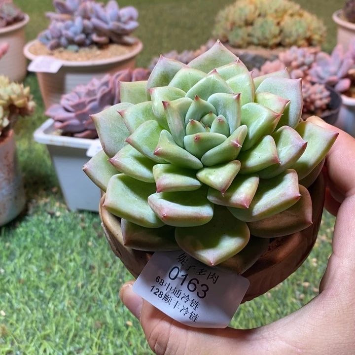 0163啊啊啊啊啊啊啊啊啊啊